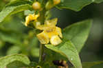 Mullein foxglove